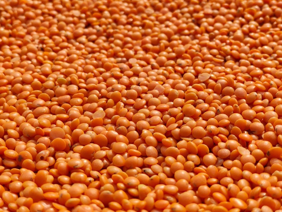 Split Red Lentils (Masoor Daal)